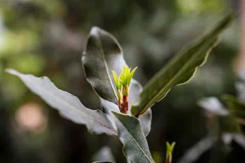 Sprouting tree - daphne Foto stock