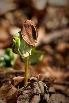 Sprouting tree from grain in spring Stock Photos