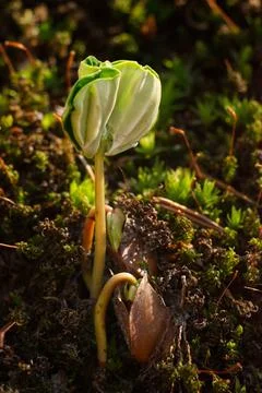 Sprouting tree from grain in spring Stock Photos
