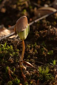 Sprouting tree from grain in spring Stock Photos