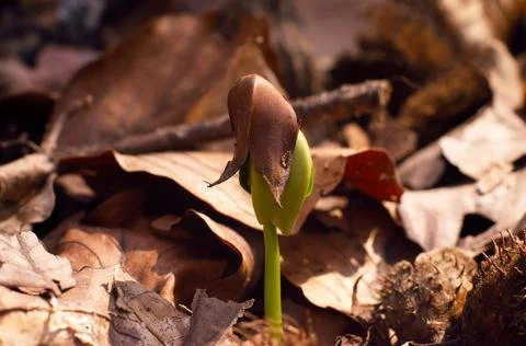 Sprouting tree from grain in spring Stock Photos