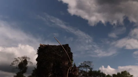 Sprouting Tree Stump. La Fortuna, Costa Rica. Stock Footage 243695422