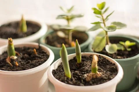 Sprouting tulips in pots on windowsill with background indoor plants Stock Photos