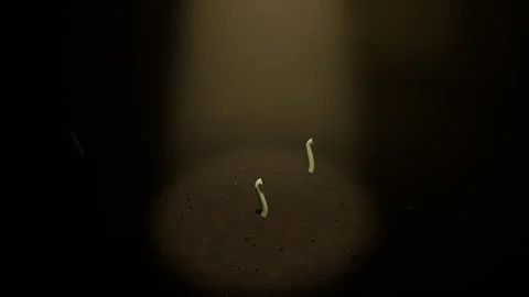 Sprouting two green seedlings pushing up unfurling seed leaves toward warm beam Vídeo Stock 337886071