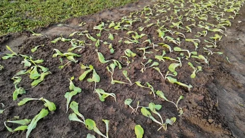 Sprouting Vegetables, Early Stage Agriculture Stock Footage 265066718