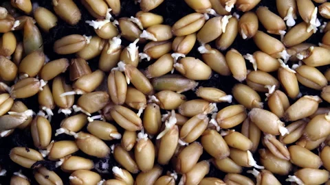 Sprouting wheat grains Stock-Footage 145343104
