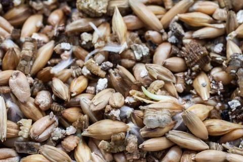 Sprouting wheat seed Foto stock
