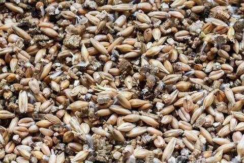 Sprouting wheat seed Stock Photos