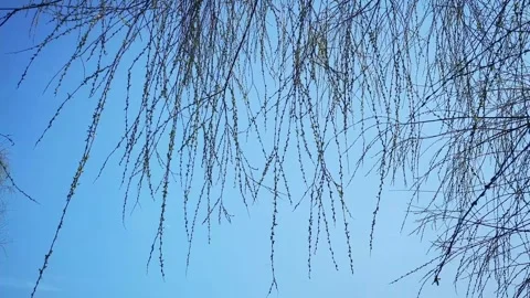 Sprouting Willow Branches Swaying Gently Against A Clear Bright Blue Sky Stock Footage 342013876