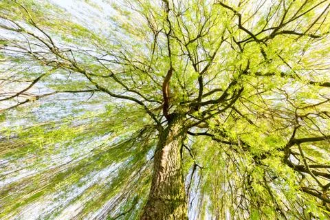 Sprouting willow tree in spring season Stock Photos