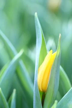 Sprouting yellow tulips background 写真素材