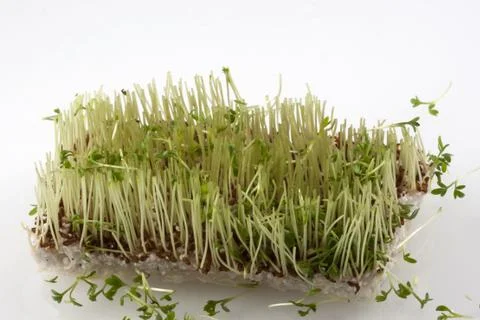 The sprouts are gone Stock Photos
