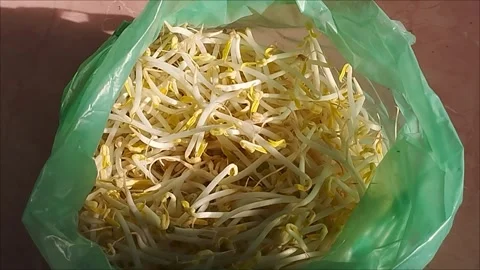 The sprouts are in green plastic Stock Footage 297027076