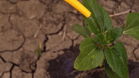 Sprouts are watered from a watering can - slow motion Close-up of a farmer with Stock Footage 252667532