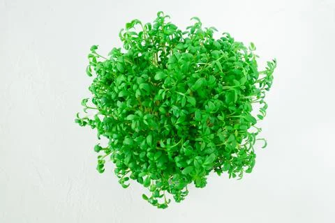 Sprouts of arugula on a white background. Stock Photos