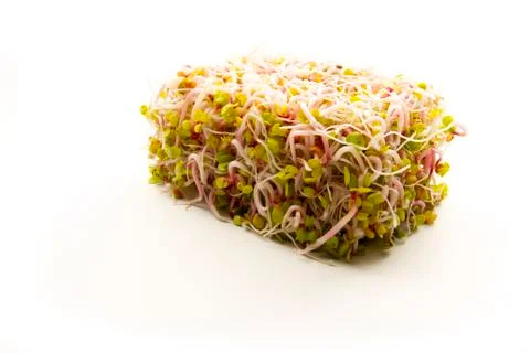 Sprouts box shaped Stock Photos