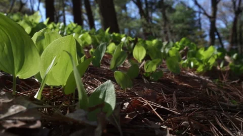 SPROUTS IN BREEZE Stock Footage 194453347