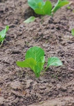 Sprouts of cabbage in the garden. Selective focus. Stock Photos