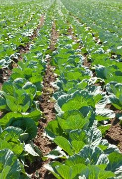 Sprouts of cabbage.. Stock Photos