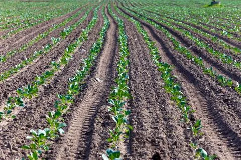 Sprouts of cabbage, small depth of focus Stock Photos