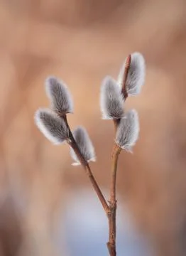 Sprouts on Cane Fotos Stock