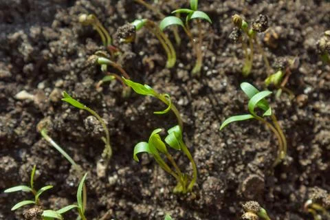 Sprouts of coriander in soil Stock Photos