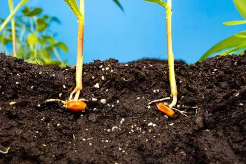 Sprouts of corn soil with exposed roots emanating from grain Foto stock