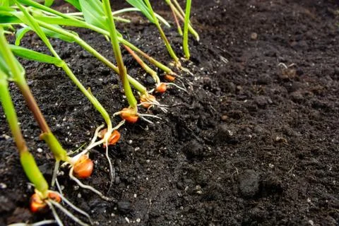 Sprouts of corn soil with exposed roots emanating from grain Stock Photos