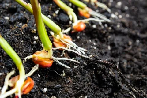 Sprouts of corn soil with exposed roots emanating from grain Stock-Fotos