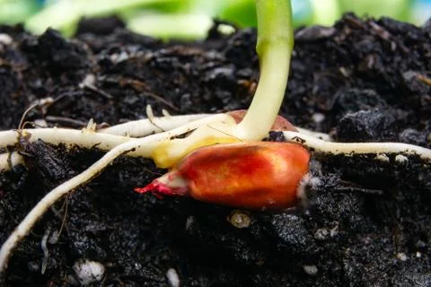Sprouts of corn soil with exposed roots emanating from grain Stock Photos