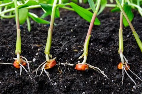 Sprouts of corn soil with exposed roots emanating from grain Stock-Fotos