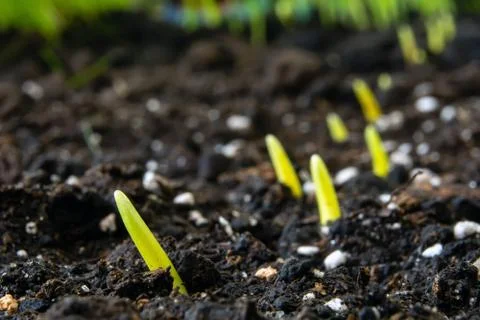 Sprouts of corn sown in rows, against the background of soil Foto stock