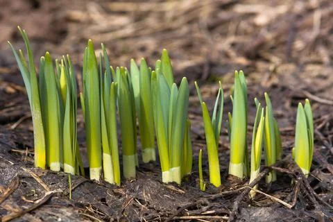 Sprouts of daffodils on the flower bed Stock Photos