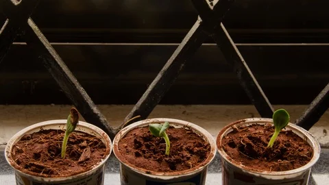 Sprouts develops 스톡 동영상 106211273