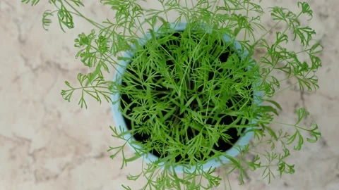 Sprouts of dill Stock Footage 131207967