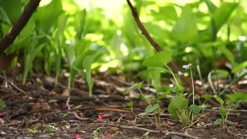 SPROUTS FROM DIRT Stock Footage 194383783