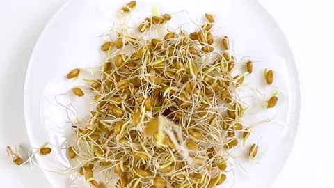 Sprouts fall into a plate with germinated wheat grains and on white background. Stock Footage 289677104