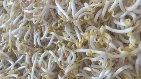 The Sprouts Stock Footage 285743954