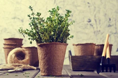 Sprouts fresh thyme Stock Photos