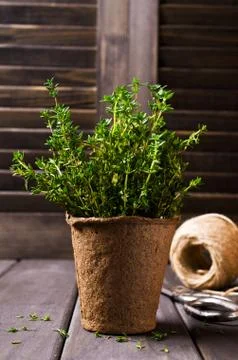 Sprouts fresh thyme Foto stock