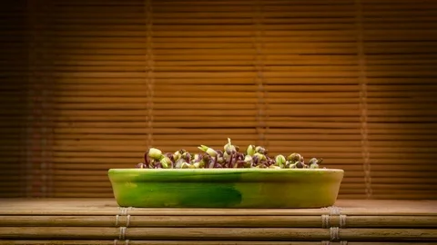 Sprouts germination. Mung beans growing in natural enviroment. Stock Footage 74575484