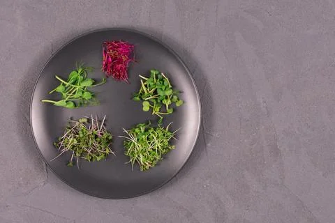 Sprouts on a gray plate on a gray background. Microgreens, radishes, mustard Stock Photos