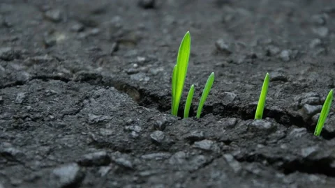 Sprouts of green grass sprout through cracks in the asphalt, camera movement, cl Video stock 192889023
