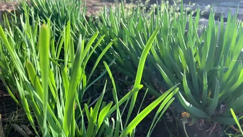 Sprouts of green onions sway in the wind Stock Footage 131007780