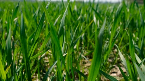 Sprouts of green wheat or rye on the field. Selective focus. Video stock 240081009
