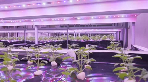 Sprouts in a greenhouse Stock Footage 65204228