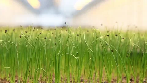The sprouts grow in the greenhouse Vídeo Stock 152106855
