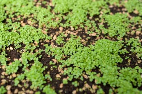 Sprouts Grow Stock Photos
