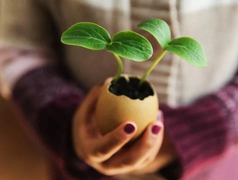 Sprouts growing from an egg shell Stock Photos