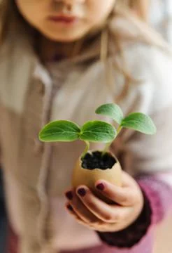 Sprouts growing from an egg shell Stock Photos